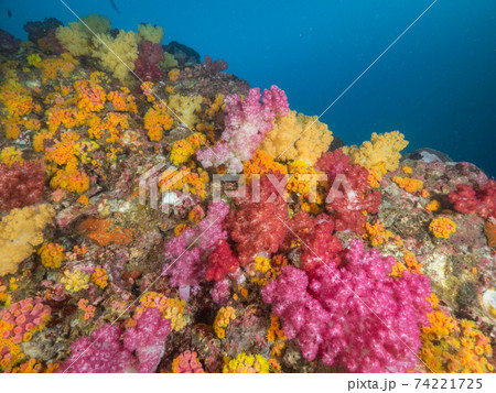 ソフトコーラルとイボヤギに覆われた海中の岩 (メルギー諸島