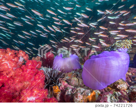 バナナフュージラーの群れとイソギンチャク (メルギー諸島、ミャンマー) バナナフュージラーの群れとイソギンチャク (メルギー諸島、ミャンマー) 74221726