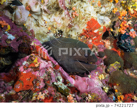 ドクウツボとオトヒメエビ (メルギー諸島、ミャンマー) ドクウツボとオトヒメエビ (メルギー諸島、ミャンマー) 74221727