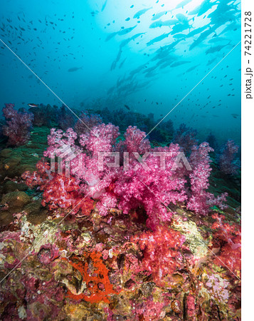 ソフトコーラルの群生地上を泳ぐアジの群れ (メルギー諸島、ミャンマー) 74221728