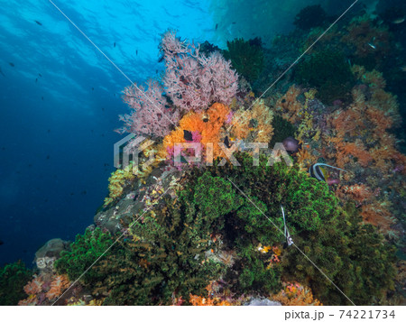 ナンヨウキサンゴとソフトコーラル (メルギー諸島、ミャンマー) 74221734