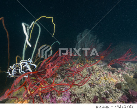 岩陰に群生するウチワヤギとムチヤギの仲間 (メルギー諸島、ミャンマー) 74221735