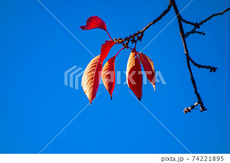 青空を背景にした枯れ木の枝先に付く紅い枯れ葉 74221895