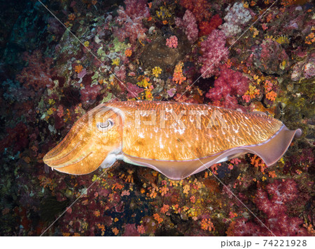 珊瑚礁を泳ぐトラフコウイカ (メルギー諸島、ミャンマー) 74221928