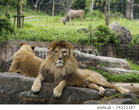 のんびりと寛ぐ天王寺動物園の雄ライオンの写真素材