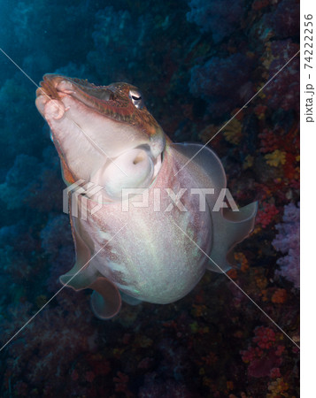 珊瑚礁を泳ぐトラフコウイカ (メルギー諸島、ミャンマー) 74222256