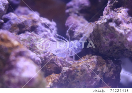 キャラメルシュリンプ脱皮 74222413