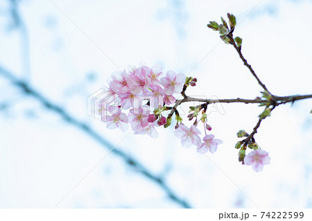 着実に動く季節 春の花 日本の花 桜の写真素材
