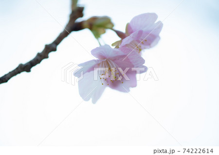 着実に動く季節。春の花、日本の花、桜 着実に動く季節。春の花、日本の花、桜 74222614
