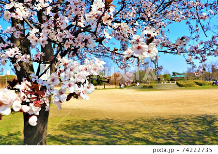 長居公園　春の風景 74222735