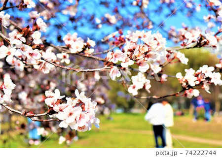 長居公園 春の風景 長居公園 春の風景 74222744