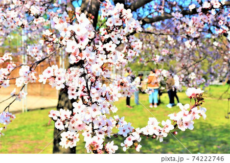 長居公園 春の風景 長居公園 春の風景 74222746