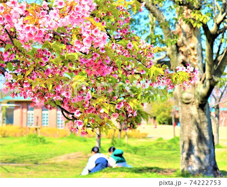 長居公園　春の風景 74222753