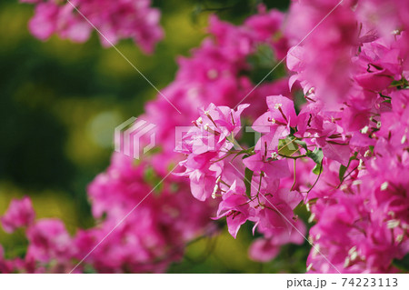 Bougainvillea glabra Choisy Blooming Pink Is a plant that gives beautiful flowers, flowers come in many colors 74223113