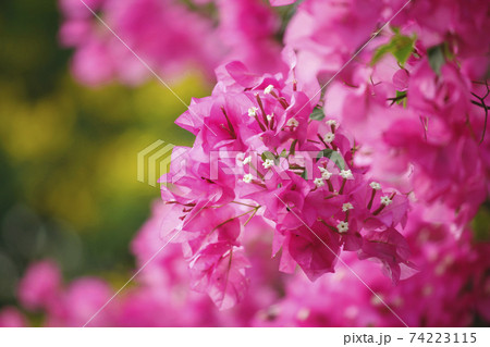 Bougainvillea glabra Choisy Blooming Pink Is a plant that gives beautiful flowers, flowers come in many colors Bougainvillea glabra Choisy Blooming Pink Is a plant that gives beautiful flowers, flowers come in many colors 74223115