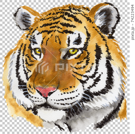 虎のリアルな斜め顔 水彩画 のイラスト素材