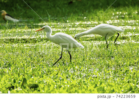 Little Egret feeds on the lawn. Little Egret feeds on the lawn. 74223659