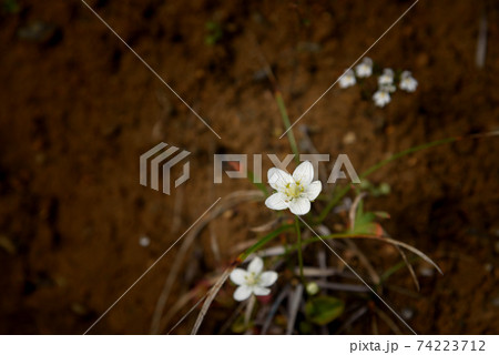 谷川岳の登山道に咲くウメバチソウ 74223712