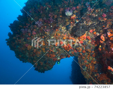 珊瑚に覆われた張り出した海中の岩 (メルギー諸島、ミャンマー) 74223857