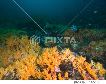 群生する黄色いソフトコーラル (メルギー諸島、ミャンマー) 74223866