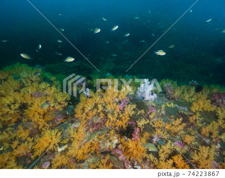 群生する黄色いソフトコーラルとカブラヤスズメダイ (メルギー諸島、ミャンマー) 74223867