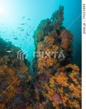 群生する黄色いソフトコーラル (メルギー諸島、ミャンマー) 74223869