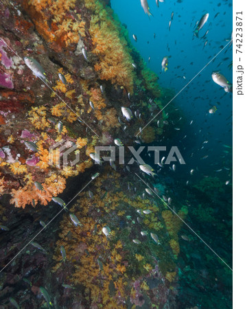 黄色いソフトコーラルの覆われた海中の岩壁をクロリボンスズメダイの群れ (メルギー諸島、ミャンマー) 74223871