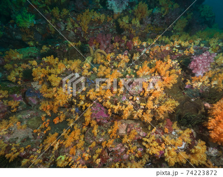 群生する黄色いソフトコーラル (メルギー諸島、ミャンマー) 群生する黄色いソフトコーラル (メルギー諸島、ミャンマー) 74223872