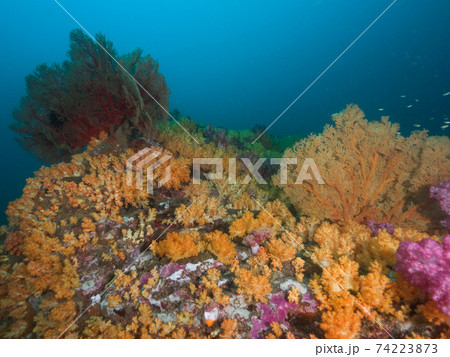 群生する黄色いソフトコーラル (メルギー諸島、ミャンマー) 74223873