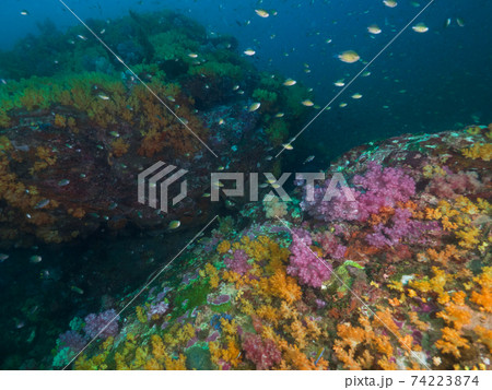 黄色いソフトコーラルに覆われた岩とスズメダイの群れ (メルギー諸島、ミャンマー) 黄色いソフトコーラルに覆われた岩とスズメダイの群れ (メルギー諸島、ミャンマー) 74223874