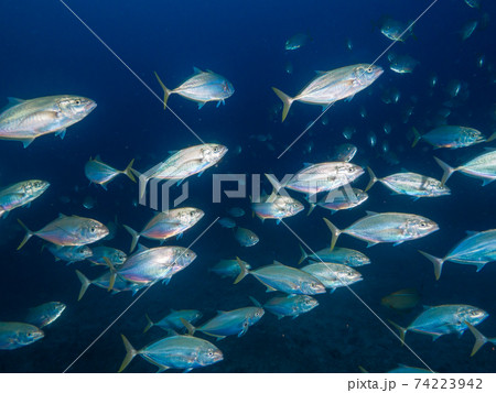 アンダマンアジの群れ (メルギー諸島、ミャンマー) 74223942