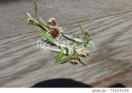 春の野草 春の野草 74224159
