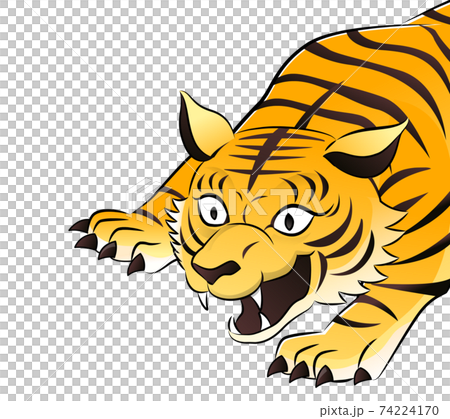 Upper body of a yellow tiger Upper body of a yellow tiger 74224170