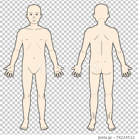 正面と背面の人体図 74224512