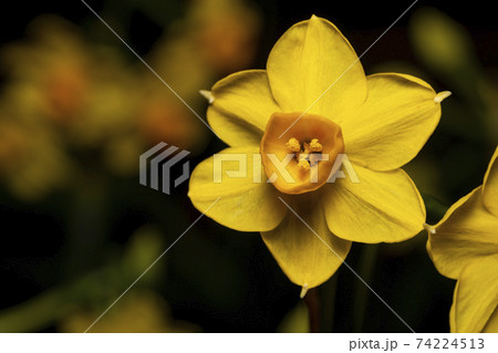 水仙 黄色 花 水仙 黄色 花 74224513