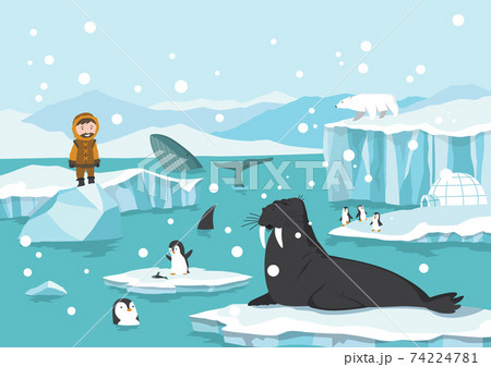 North pole arctic. White bears, seal and penguins on drifting and melting glacier in ocean, snow mountains iceberg polar winter season cartoon vector illustration 74224781