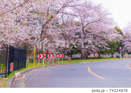 桜の木と道路 74224876