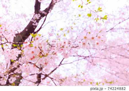若葉と満開の桜 若葉と満開の桜 74224882