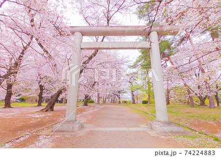 大宮公園の桜並木と埼玉県護国神社一の鳥居 大宮公園の桜並木と埼玉県護国神社一の鳥居 74224883
