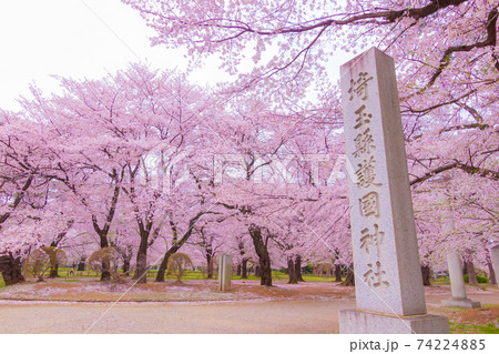 大宮公園の満開の桜と埼玉県護国神社の社号標 74224885