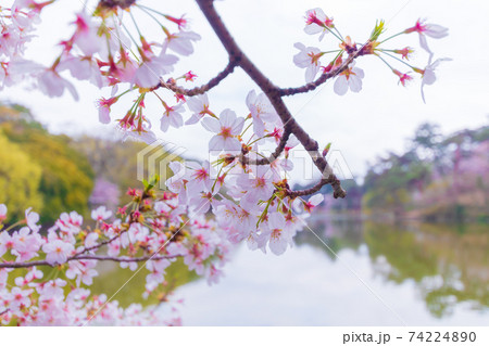 大宮公園のボート池と桜 大宮公園のボート池と桜 74224890