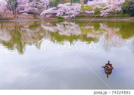 大宮公園舟遊池のミドリガメと桜並木 74224891