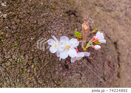 大宮公園の胴吹き桜 74224892