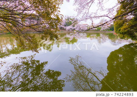 大宮公園舟遊池の水面に映る桜と樹木 74224893