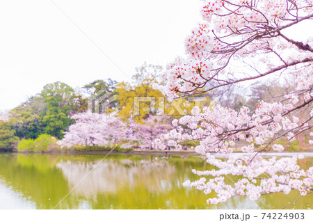 大宮公園舟遊池と桜 74224903