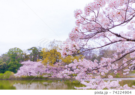 大宮公園のボート池と桜 74224904
