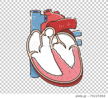 心臓の断面イラストのイラスト素材