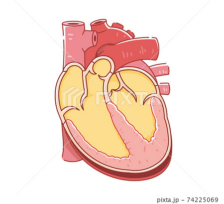 心臓の断面イラストのイラスト素材
