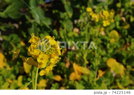 菜の花 74225146