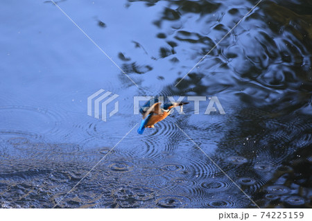 カワセミ 74225159